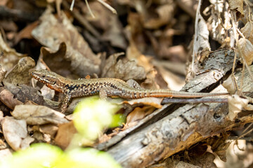 The alpine newt (Ichthyosaura alpestris) lizard on a tree in some leafs. Lizard on a tree. 