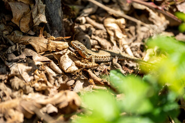 The alpine newt (Ichthyosaura alpestris) lizard on a tree in some leafs. Lizard on a tree. 
