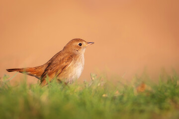 Cute little bird. Common Nightingale. (Luscinia megarhynchos). Nature background.