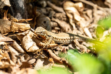 The alpine newt (Ichthyosaura alpestris) lizard on a tree in some leafs. Lizard on a tree. 