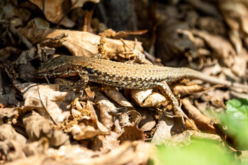 The alpine newt (Ichthyosaura alpestris) lizard on a tree in some leafs. Lizard on a tree. 