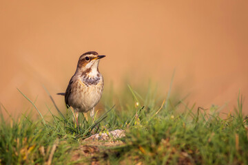 Cute bird. Colorful natural background. Bird: Common bird Bluethroat. Luscinia svecica.