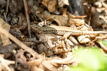 The alpine newt (Ichthyosaura alpestris) lizard on a tree in some leafs. Lizard on a tree. 