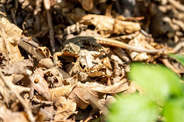 The alpine newt (Ichthyosaura alpestris) lizard on a tree in some leafs. Lizard on a tree. 