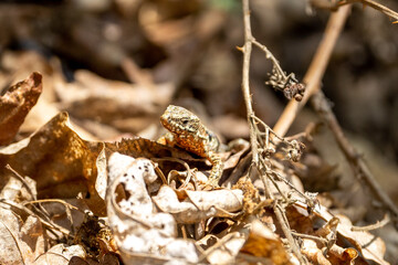 The alpine newt (Ichthyosaura alpestris) lizard on a tree in some leafs. Lizard on a tree. 