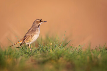 Cute bird. Colorful natural background. Bird: Common bird Bluethroat. Luscinia svecica.