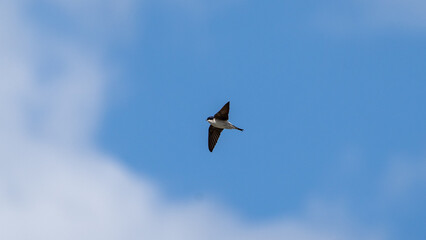 birds flying in the sky