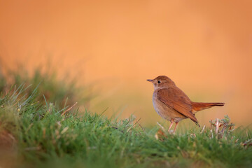 Cute little bird. Common Nightingale. (Luscinia megarhynchos). Nature background.