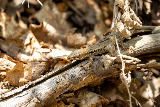 The alpine newt (Ichthyosaura alpestris) lizard on a tree in some leafs. Lizard on a tree. 