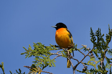Colorful Baltimore Oriole male bird 