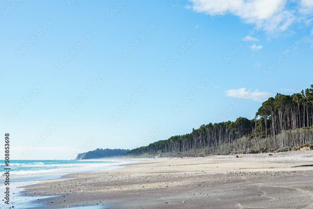 Canvas Prints Tall rimu trees line beach at Bruce bay