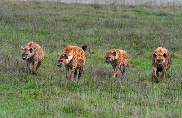 Hyenas, Ngorongoro Crater