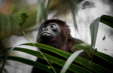 howler monkey