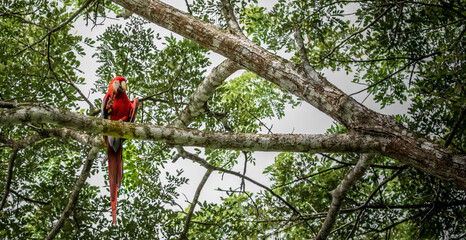 scarlet macaw