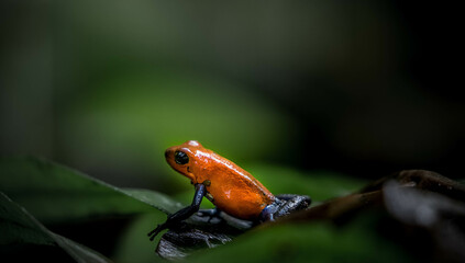 Fototapeta premium frog poisonous