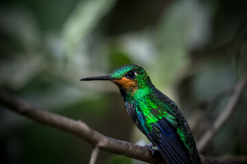 hummingbird