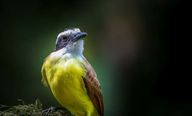 yellow bird