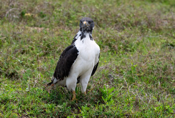 Eagle in Ngorongoro Crater