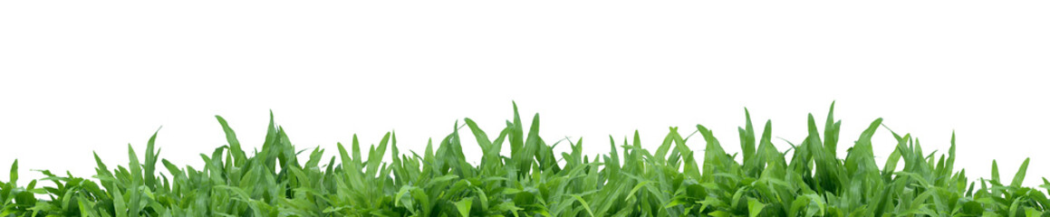 Green grass isolated on white background. Natural