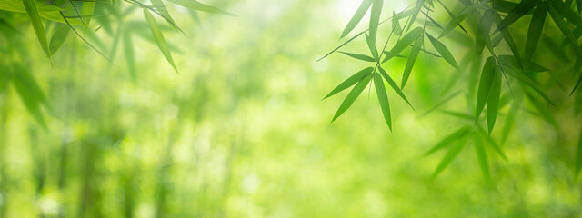 defocused green bamboo leaves panoramic nature background with bokeh highlights