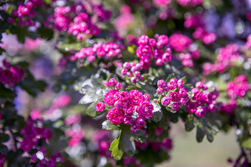 rose flowers