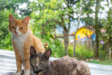 creole cats in the foreground