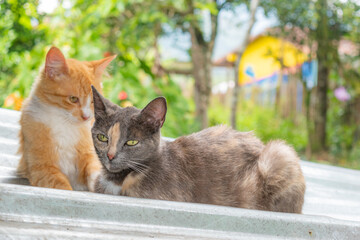creole cats in the foreground