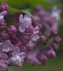 close up of lilac flowers