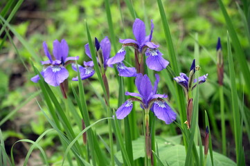 Wild Iris Patch