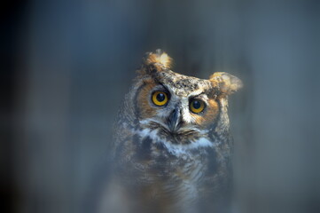 Great Horned Owl