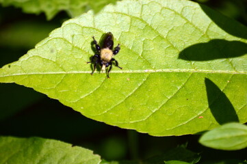 Robber Fly
