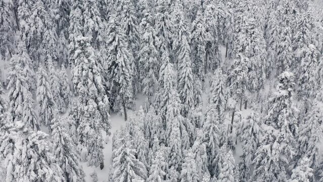 Winter in Greece mountain forest 4K Full HD aerial footage
