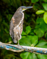 Fasciated Tiger-heron Tigrisoma fasciatum perched on a water tube in Costa Rica