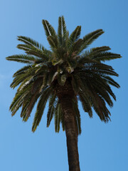 Dattelpalme vor blauem Himmel in Malaga, Andalusien