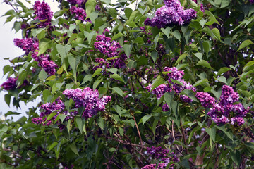 Lilac trees in lilac garden in Moscow.	