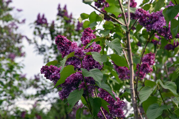 Lilac trees in lilac garden in Moscow.	