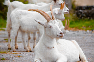White goat with big horns. High quality photo