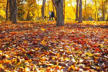 Autumn sunny day in the park with falling leaves and walking couples. Seasons and beauty of nature, selective focus
