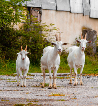 Three white goats on the road. High quality photo