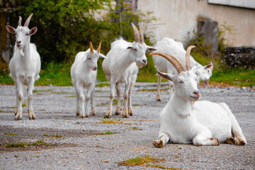 Obraz premium Lots of goats on the road. High quality photo
