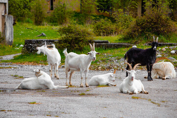 Lots of goats on the road. High quality photo