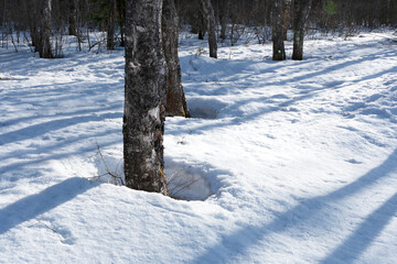 Beautiful calm serenity nature. The sun shines between the tree trunks in early spring. Selective focus.