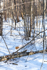 Dry trees in the forest in winter. Windfall in the forest. The sun shines between the tree trunks in early spring. Selective focus.
