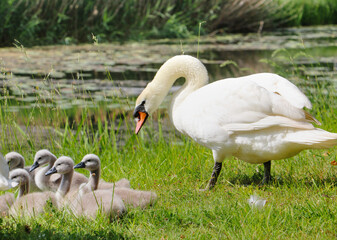 Schwan mit Jungen am Teich