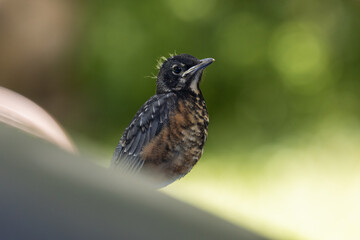 beautiful old grey haired American Robin with colorful feathers perched on blue tarp during warm summer day in New Jersey with blurry background