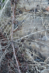 Old boards, overgrown with moss and dry grass, background location ruined wooden house. High quality photo