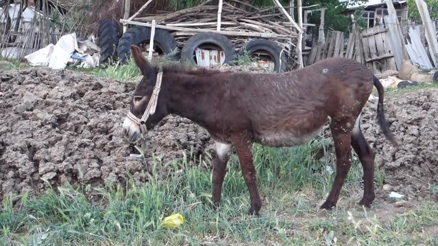 a donkey tied up by its owner in the open field, a grass-fed donkey,