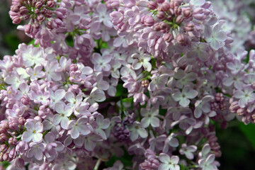 Lilac trees in lilac garden in Moscow.	