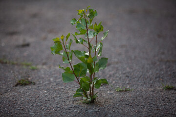 The tree grows through the asphalt
