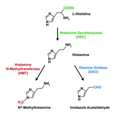 Chemical Designing of Histamine Formation And Inactivation Reactions. Vector Illustration.